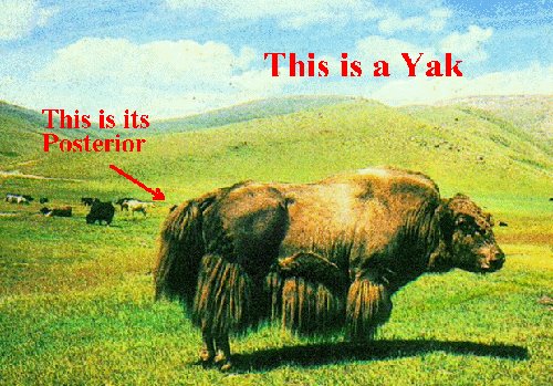 De anatomie ener yak